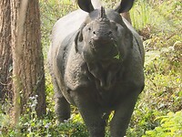 Neushoorn mannetje