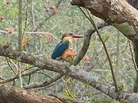 Ijsvogel