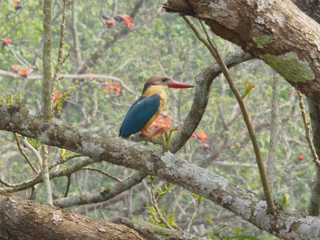 Ijsvogel