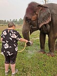 Olifant wassen