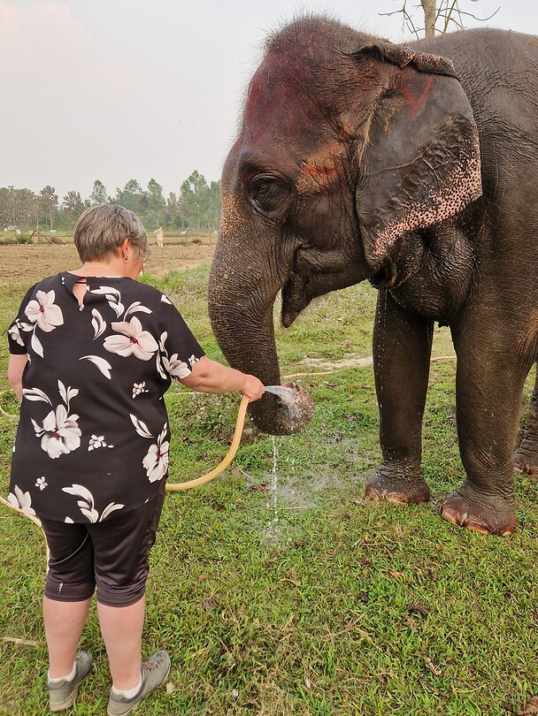 Olifant wassen