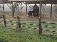 Elefant Breeding farm