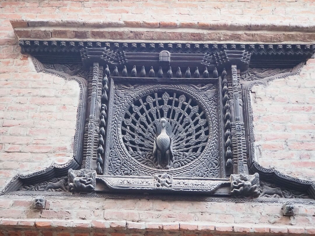 Peacock