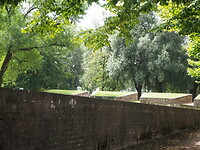 Muur
