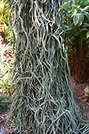 Een slangen cactus.