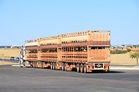 Een road train met vee