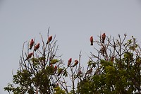 Roze kakatoes