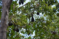 Flying Foxes