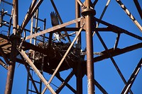 Het nest van de visarenden