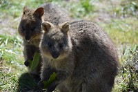 Quokka's