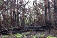 het heeft hier flink gebrand