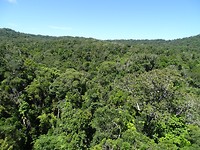 Tropical rainforrest
