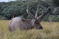 Sambar hert