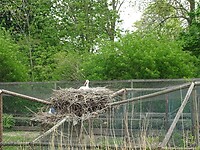 Ooievaarsnest op het dak van een vogelkooi