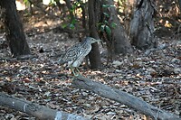 Kakadu NP