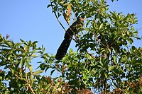 Kakadu NP