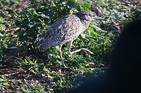 Kakadu NP