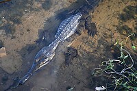 de oude tandeloze krokodil