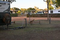de familie wallaby