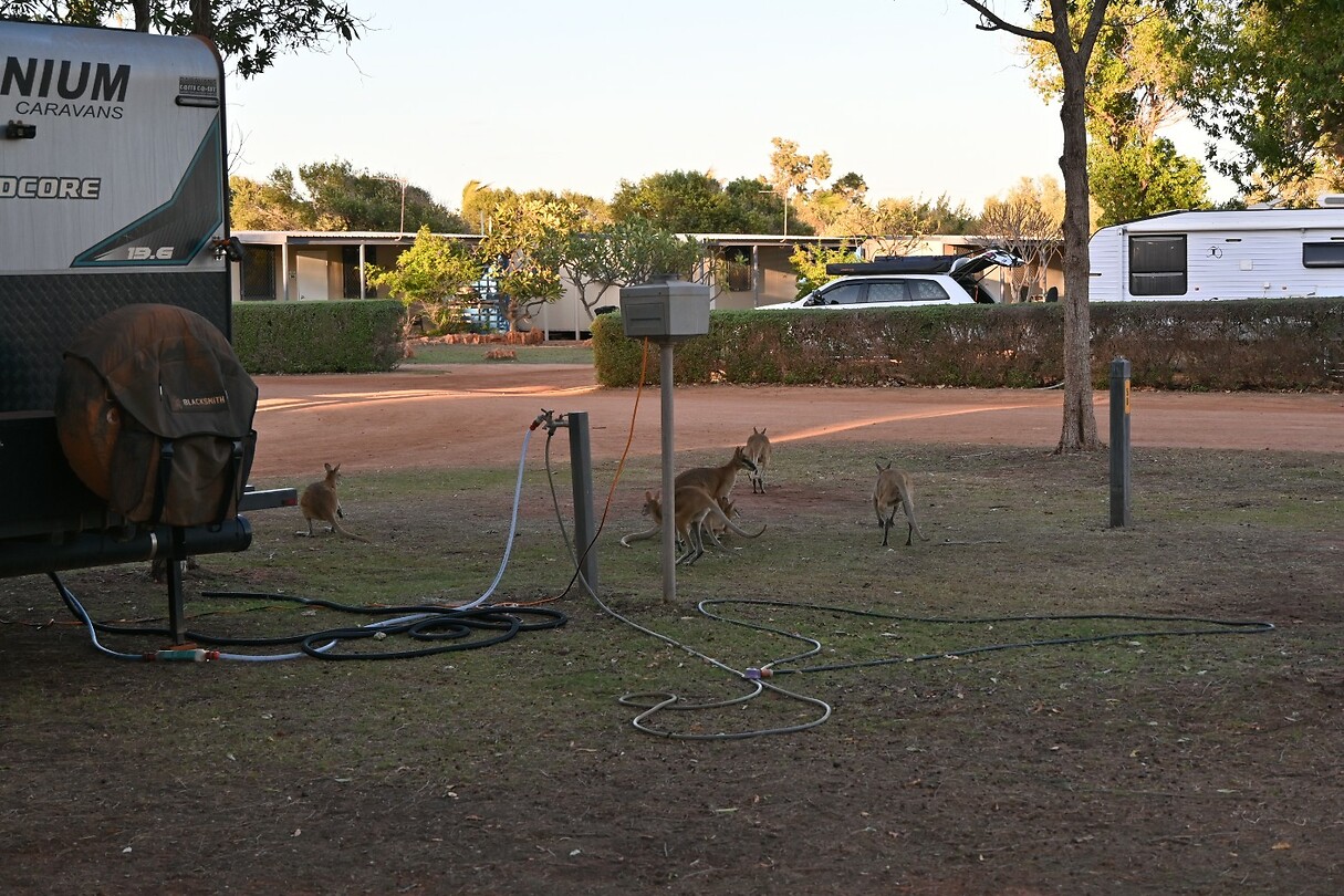 de familie wallaby