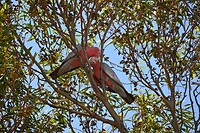 roze kakatoes in een boom