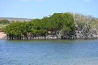 Mangrove bomen