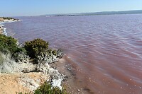 Pink Lake