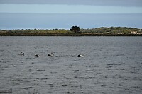 Pelikanen in het meer