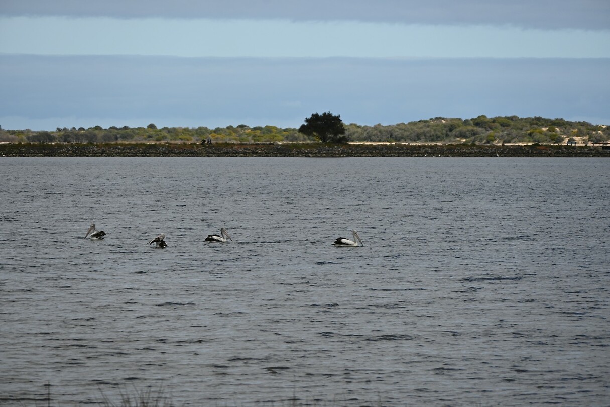 Pelikanen in het meer