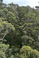 De tree top walk