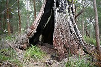 Enorme bomen