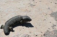 Skink