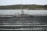het oogsten van de oesters