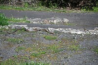 De Eastern Brown snake