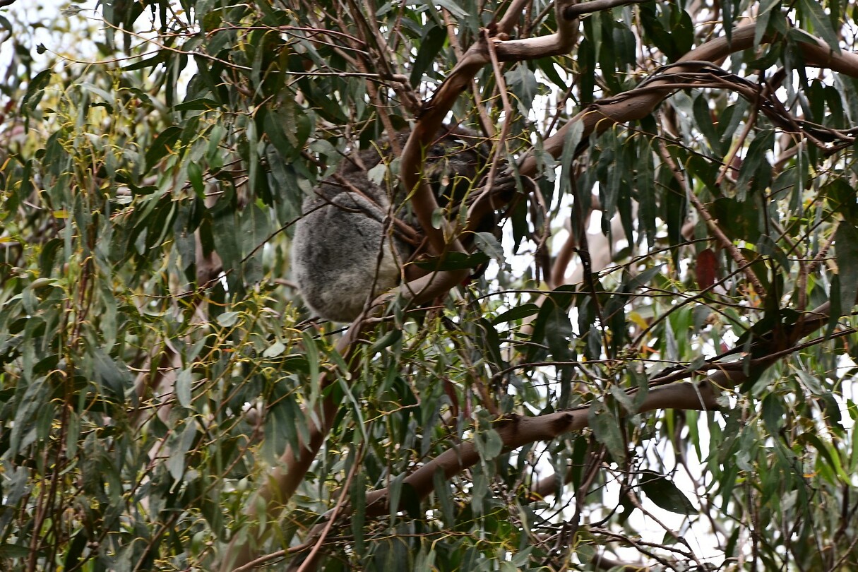 Een koala