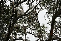 witte kaketoes