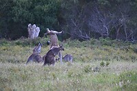 wie is hier de baas??