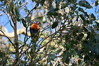 een lorikeet