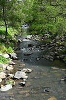 Tarra Bulga NP