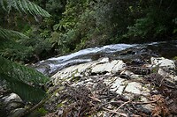 waterval in Tarra Bulga NP