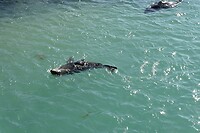 toen de zeehonden