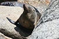 een zeeleuw want hij heeft oren en een zeehond niet