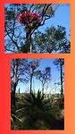 Doryanthes (wijd verspreid in oost Australië)