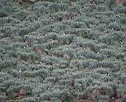 Puffin Island