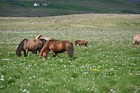 IJslandse paarden onderweg