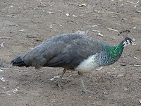 veel pauwen op de camping in Mataranka