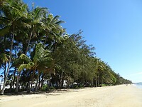 Palmen langs de boulevard
