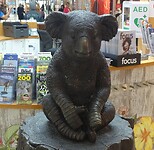 Een verbrande koala na de gigantische branden hier