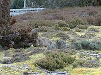 Wombat vlucht naar beschutting