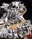 Fish for sale